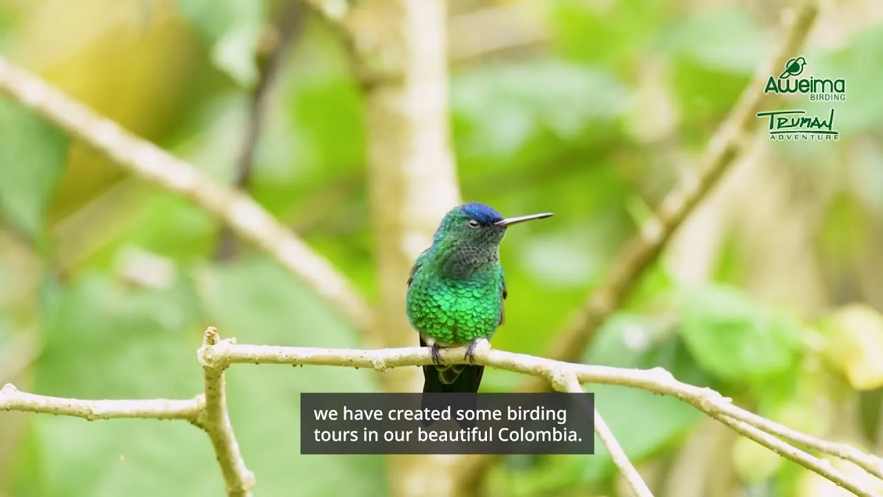 Exploring the diversity of birds in Colombia: a fascinating journey